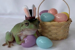 The 2021 Cadbury Bunny is Betty the Australian White's Tree Frog from Stuart, FL.