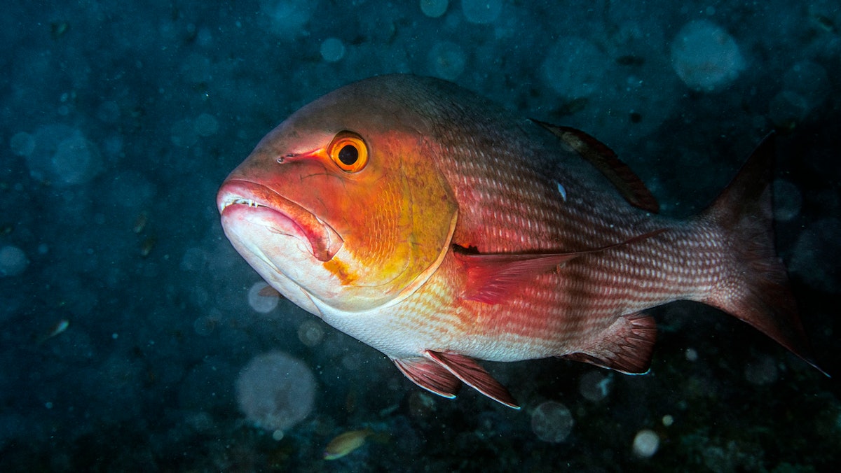 The Science of Snapper
