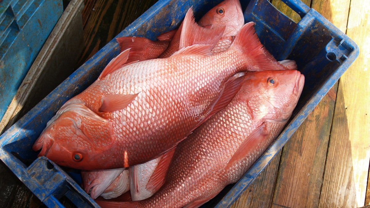 New Gulf of Mexico Red Snapper Estimate is Triple That of 2018 Federal  Count