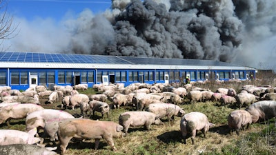 Pigs stand in front of a building after a fire broke out in a large pig farm in Alt Tellin, Germany, on Tuesday, March 30.