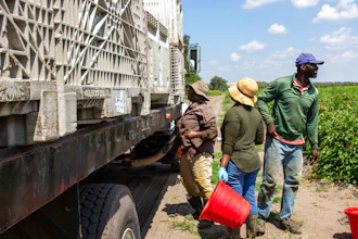 In this March 24 photo, farmworkers load a truck with tomatoes harvested at a farm in Delray Beach, Fla.