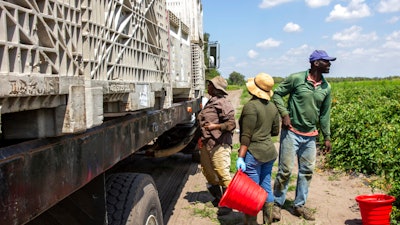 In this March 24 photo, farmworkers load a truck with tomatoes harvested at a farm in Delray Beach, Fla.
