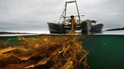A line of seaweed is hauled aboard a barge for harvesting on April 29 off the coast of Cumberland, Maine.