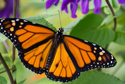 Butterfly 2019 54 1156363005 5389x3593