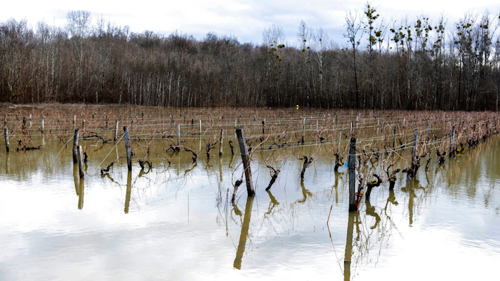 Floodwaters submerge vineyards near Cognac, southwestern France on Feb. 7, 2021. Scientists say damaging frost that caused significant economic loss to France’s central winegrowing region this year was made more likely by climate change.
