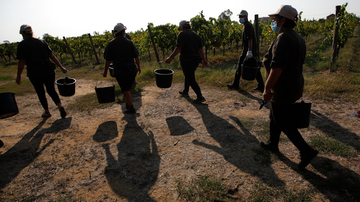 In this Sept. 16, 2020 photo, workers walk on their way to harvest petit verdot grapes in the vineyard of Casale del Giglio, in Latina, near Rome.
