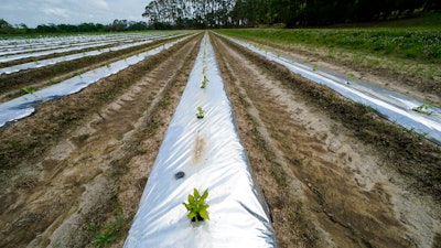 Pepper plants are grown for seed for Tabasco brand products at the McIlhenny Company on Avery Island, LA on April 27.