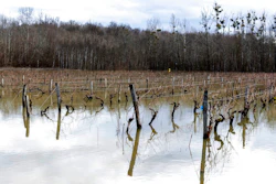 Floodwaters submerge vineyards near Cognac, southwestern France on Feb. 7, 2021. Scientists say damaging frost that caused significant economic loss to France’s central winegrowing region this year was made more likely by climate change.