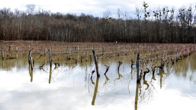 Floodwaters submerge vineyards near Cognac, southwestern France on Feb. 7, 2021. Scientists say damaging frost that caused significant economic loss to France’s central winegrowing region this year was made more likely by climate change.