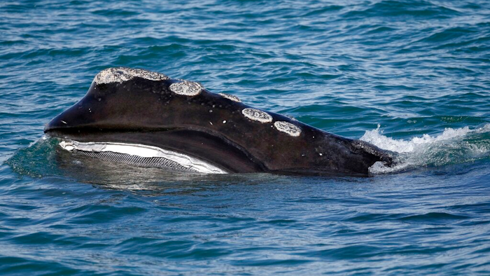 In this March 28, 2018 photo, a North Atlantic right whale feeds on the surface of Cape Cod bay off the coast of Plymouth, Mass.
