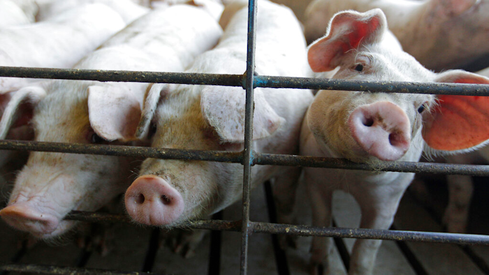 This June, 28, 2012 photo shows hogs at a farm in Buckhart, Ill.