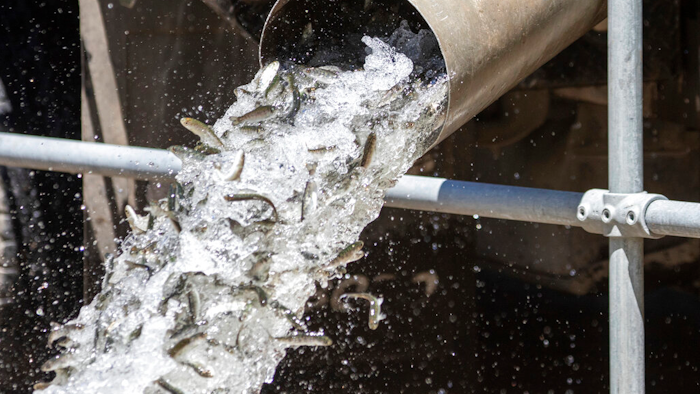 n this photo provided by the California Department of Fish and Wildlife, a hatchery truck unloads juvenile Chinook salmon from the Iron Gate Fish Hatchery, Siskiyou County, Calif., into the Fall Creek facility on July 7, 2021.