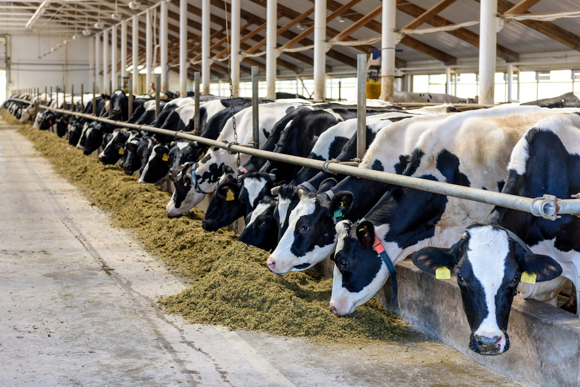 USDA to Provide Pandemic Assistance to Livestock Producers for Animal ...