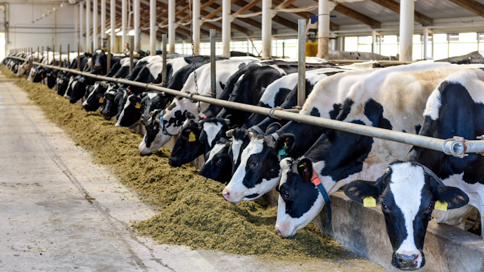 Cows I Stock 1224120970