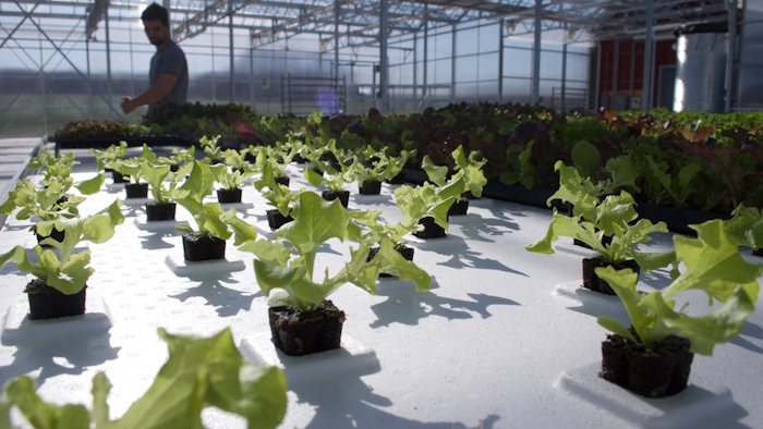 Ohio Supplier Recalls Greenhouse Leafy, Vegetable Garden Listeria