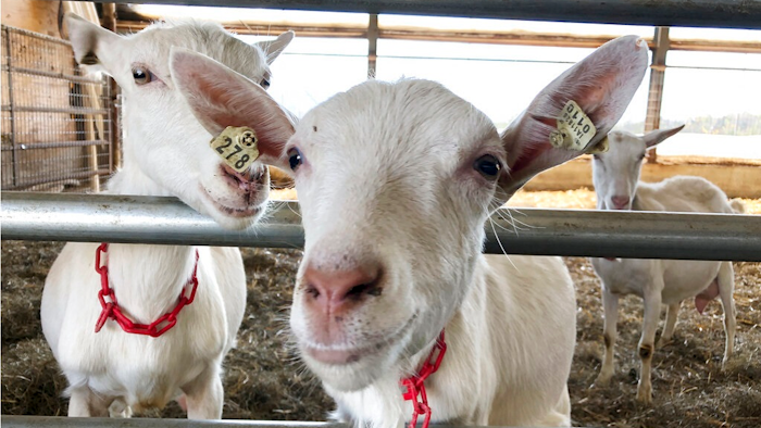Dairy goats stand in a barn at Joneslan Farm, May 13, 2021, in Hyde Park, Vt. The farm sold its dairy cows and switched to goats, delivering its first goat milk in February to Vermont Creamery owned by Land O' Lakes for cheese making.