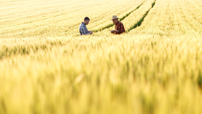 Grain Fields I Stock 628368384