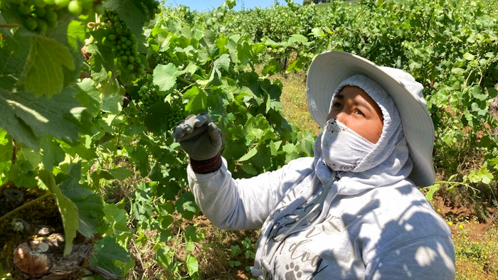 Alejandra Morales Buscio, of Salem, Oregon, reaches up to pull the leaf canopy over pinot noir grapes on Thursday, July 8, 2021, to shade the fruit from the sun, at Willamette Valley Vineyards in Turner, Ore. After a recent record heat wave and more hot weather expected, workers in several Pacific Northwest wineries will trim less of the leaf canopy to keep the grapes shaded and prevent sunburn. Winemakers are worried about what's still ahead this summer amid a historic drought tied to climate change and wildfire risk.