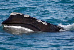 In this March 28, 2018 photo, a North Atlantic right whale feeds on the surface of Cape Cod bay off the coast of Plymouth, Mass.
