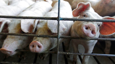 This June, 28, 2012 photo shows hogs at a farm in Buckhart, Ill.