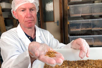Tom Mohan, co-founder of Horizon Insects, holds a handful of Tenebrio molitor larvae, at the company’s London insect farm on June 2, 2021. While insects are commonly eaten in parts of Asia and Africa, they're increasingly seen as a viable food source in the West as Earth’s growing population puts more pressure on global food production. Experts say they’re rich in protein, yet can be raised much more sustainably than beef or pork. Regulatory change has also made things easier for European companies looking to market insects directly to consumers.