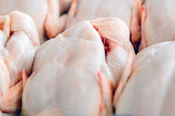Chicken I Stock 497680194