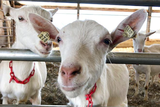 Dairy goats stand in a barn at Joneslan Farm, May 13, 2021, in Hyde Park, Vt. The farm sold its dairy cows and switched to goats, delivering its first goat milk in February to Vermont Creamery owned by Land O' Lakes for cheese making.