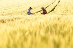 Grain Fields I Stock 628368384