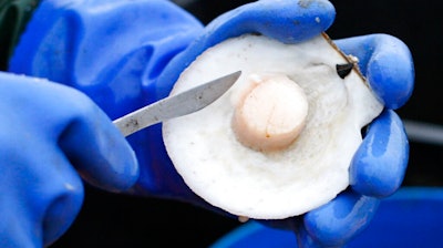 In this Dec. 17, 2011, file photo, scallop meat is shucked off a shell in Harpswell, Maine. Fishermen are harvesting fewer scallops off the East Coast as the population of the valuable shellfish appears to be on the decline. Sea scallops are one of the most profitable resources in the Atlantic, and the U.S. fishery was worth more than $570 million at the docks in 2019. Fishermen harvested more than 60 million pounds that year. But fishermen harvested about 43.5 million pounds in 2020.