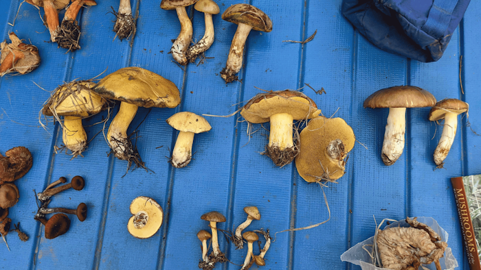 Diversity of wild mushroom collected in an hour on a few acres in the Uinta Mountains, Utah.