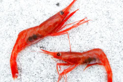 In this Jan. 6, 2012 file photo, northern shrimp, also called pink shrimp, lay on snow aboard a trawler in the Gulf of Maine.