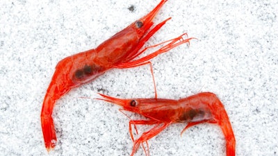 In this Jan. 6, 2012 file photo, northern shrimp, also called pink shrimp, lay on snow aboard a trawler in the Gulf of Maine.
