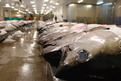 In this March 23, 2016 file photo, tuna caught by foreign fishermen aboard American boats are lined up at the Honolulu Fish Auction at Pier 38 in Honolulu.
