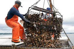 Darwin Ceveda opens the bottom of a basket to unload hundreds of oysters into the hold of a shellfishing boat owned by Copps Island Oysters on Aug. 9 off Norwalk, Conn.
