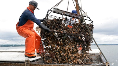 Darwin Ceveda opens the bottom of a basket to unload hundreds of oysters into the hold of a shellfishing boat owned by Copps Island Oysters on Aug. 9 off Norwalk, Conn.