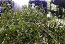 In this July 30, 2019, photo, officers gather illegally-grown kratom plants in Phang Nha province, Thailand. Thailand on Tuesday, Aug. 24, 2021, decriminalized the possession and sale of kratom, a plant native to Southeast Asia whose leaves are used as a mild stimulant and which has a following in the United States for its pain-relieving qualities.