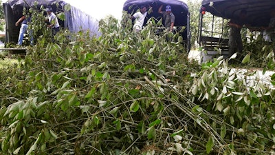 In this July 30, 2019, photo, officers gather illegally-grown kratom plants in Phang Nha province, Thailand. Thailand on Tuesday, Aug. 24, 2021, decriminalized the possession and sale of kratom, a plant native to Southeast Asia whose leaves are used as a mild stimulant and which has a following in the United States for its pain-relieving qualities.