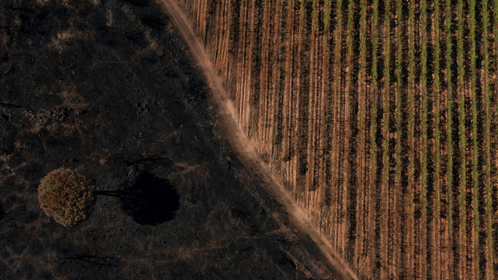 Vineyards charred by a wildfire are pictured at the Chateau des Bertrands vineyard in Cannet-des-Maures, southern France on Aug. 26.