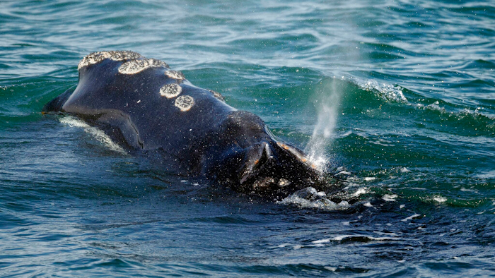 In this March 28, 2018, file photo, a North Atlantic right whale feeds on the surface of Cape Cod bay off the coast of Plymouth, Mass.