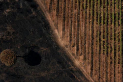 Vineyards charred by a wildfire are pictured at the Chateau des Bertrands vineyard in Cannet-des-Maures, southern France on Aug. 26.