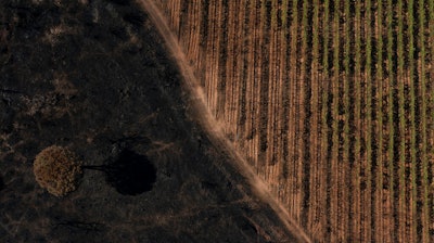 Vineyards charred by a wildfire are pictured at the Chateau des Bertrands vineyard in Cannet-des-Maures, southern France on Aug. 26.