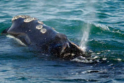 In this March 28, 2018, file photo, a North Atlantic right whale feeds on the surface of Cape Cod bay off the coast of Plymouth, Mass.