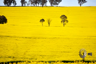 A windmill pokes above a canola crop near Harden, 350 kms. (217 miles) south west of Sydney on Sept. 17, 2020.