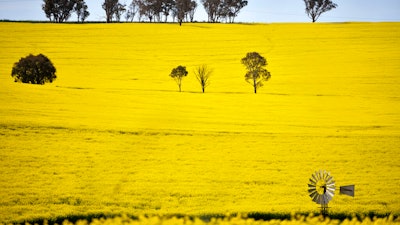 A windmill pokes above a canola crop near Harden, 350 kms. (217 miles) south west of Sydney on Sept. 17, 2020.