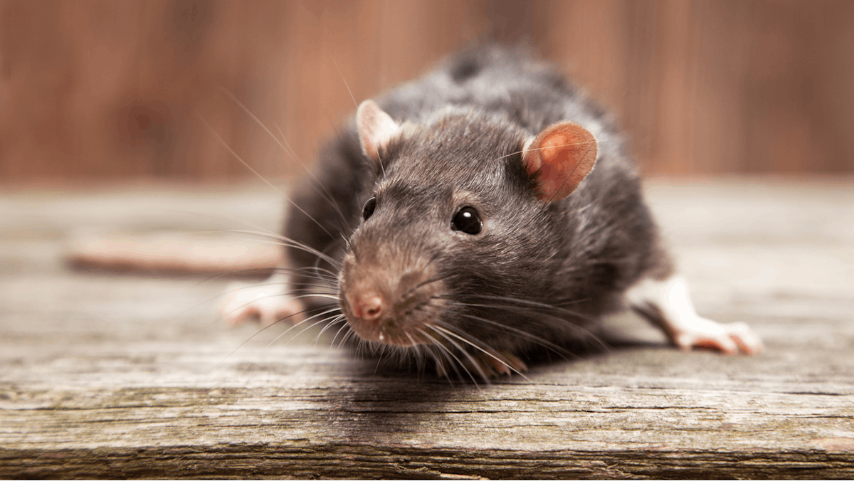 What Food Processors Need to Know About Roof Rats | Food Manufacturing