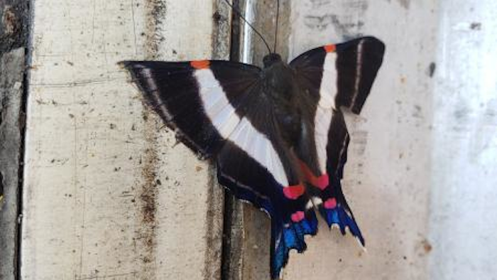 The Saunders 1850 in full butterfly form.