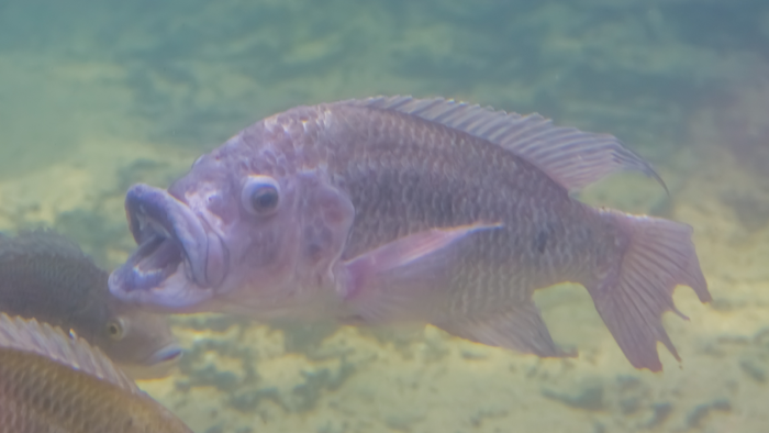 A closeup of a tilapia.