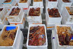 Australian lobsters seized by the Hong Kong Customs during an anti-smuggling operation, are displayed at a news conference in Hong Kong on Oct. 15, 2021.