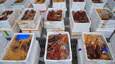 Australian lobsters seized by the Hong Kong Customs during an anti-smuggling operation, are displayed at a news conference in Hong Kong on Oct. 15, 2021.