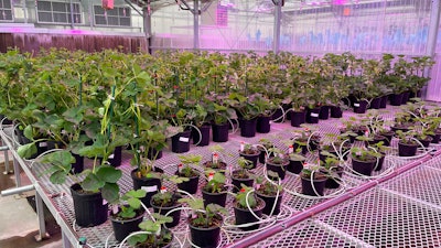 Gene-edited strawberry plants grow in a J.R. Simplot Company greenhouse in Boise, Idaho on Oct. 22, 2021.